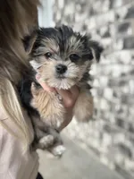 Morkie, a male Morkie for sale in Crystal Lake, IL – 8 of 10