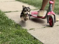 Morkie, a male Morkie for sale in Crystal Lake, IL – 9 of 10