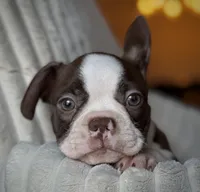 Brodie, a male Boston Terrier for sale in Crystal Lake, IL – 2 of 4