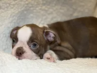 Lola, a female Boston Terrier for sale in Crystal Lake, IL – 3 of 3