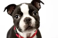 Boston Terrier Puppies , a male Boston Terrier for sale in Crystal Lake, IL – 3 of 5