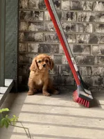 King Charles, a male Cavalier King Charles Spaniel for sale in Crystal Lake, IL – 9 of 10