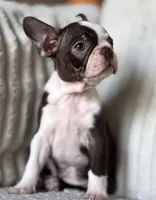 Brodie, a male Boston Terrier for sale in Crystal Lake, IL – 4 of 4
