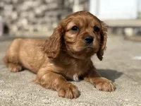 King Charles, a male Cavalier King Charles Spaniel for sale in Crystal Lake, IL – 10 of 10