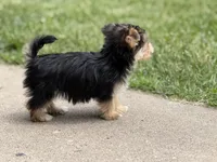 Morkie, a male Morkie for sale in Crystal Lake, IL – 7 of 10