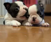 Boston Terrier Puppies , a male Boston Terrier for sale in Crystal Lake, IL – 4 of 5