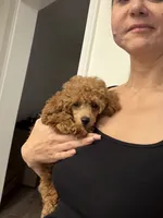 Bella AKC, a female Poodle - Toy  for sale in Harrisburg, NC – 7 of 9