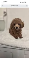 Bella AKC, a female Poodle - Toy  for sale in Harrisburg, NC – 4 of 9