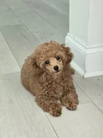 Bella AKC, a female Poodle - Toy  for sale in Harrisburg, NC – 5 of 9