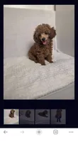 Bella AKC, a female Poodle - Toy  for sale in Harrisburg, NC – 2 of 9