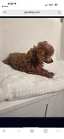 Bella AKC, a female Poodle - Toy  for sale in Harrisburg, NC – 8 of 9