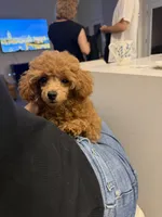 Bella AKC, a female Poodle - Toy  for sale in Harrisburg, NC – 9 of 9