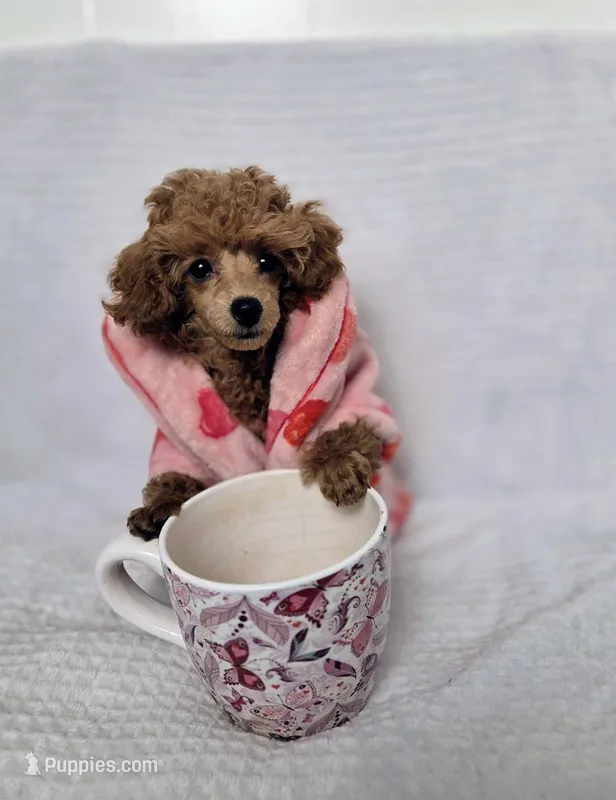 Bella AKC – Poodle - Toy  puppy for sale in Harrisburg, NC