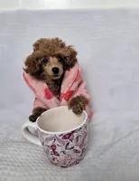 Bella AKC, a female Poodle - Toy  for sale in Harrisburg, NC – 1 of 9