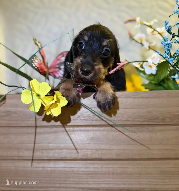 Charlotte  – Miniature Dachshund puppy for sale in Leesburg, FL