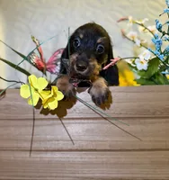 Charlotte , a female Miniature Dachshund for sale in Leesburg, FL – 1 of 5