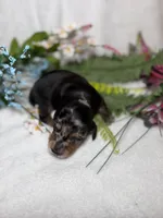 Knox, a male Miniature Dachshund for sale in Leesburg, FL – 2 of 5