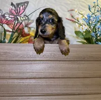 Goose , a male Miniature Dachshund for sale in Leesburg, FL – 6 of 6