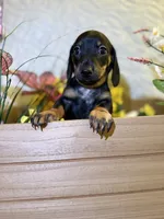 Cleo, a female Miniature Dachshund for sale in Leesburg, FL – 4 of 5