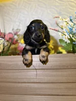 Maycee , a female Miniature Dachshund for sale in Leesburg, FL – 2 of 6
