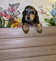 Goose , a male Miniature Dachshund for sale in Leesburg, FL – 5 of 6