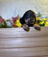 Charlotte , a female Miniature Dachshund for sale in Leesburg, FL – 4 of 5