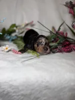Knox, a male Miniature Dachshund for sale in Leesburg, FL – 3 of 5