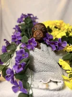 Light blue collar, a male Miniature Dachshund for sale in Leesburg, FL – Photo 6 of 6