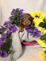 Light blue collar, a male Miniature Dachshund for sale in Leesburg, FL – Photo 1 of 6