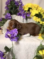 Light blue collar, a male Miniature Dachshund for sale in Leesburg, FL – Photo 4 of 6