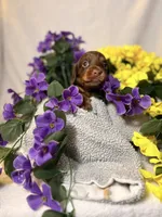 Light blue collar, a male Miniature Dachshund for sale in Leesburg, FL – Photo 3 of 6