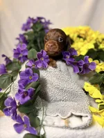 Light blue collar, a male Miniature Dachshund for sale in Leesburg, FL – Photo 2 of 6