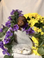 Light blue collar, a male Miniature Dachshund for sale in Leesburg, FL – Photo 5 of 6