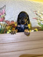 Cleo, a female Miniature Dachshund for sale in Leesburg, FL – 3 of 5
