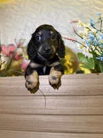 Maycee , a female Miniature Dachshund for sale in Leesburg, FL – 6 of 6