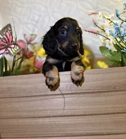 Maycee , a female Miniature Dachshund for sale in Leesburg, FL – 3 of 6