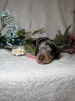 Goose , a male Miniature Dachshund for sale in Leesburg, FL – 3 of 5
