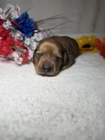 Sophie , a female Miniature Dachshund for sale in Leesburg, FL – Photo 2 of 5