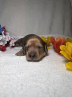 Sophie , a female Miniature Dachshund for sale in Leesburg, FL – Photo 4 of 5