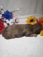 Sophie , a female Miniature Dachshund for sale in Leesburg, FL – Photo 5 of 5