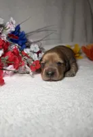 Sophie , a female Miniature Dachshund for sale in Leesburg, FL – Photo 3 of 5