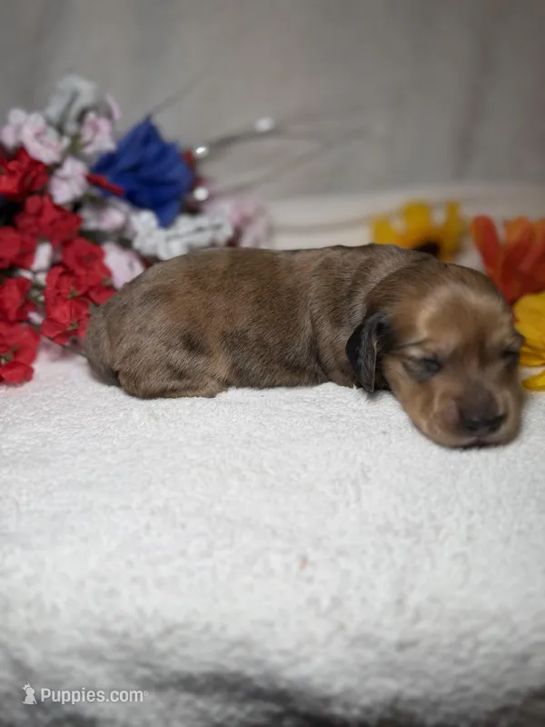Sophie  – Miniature Dachshund puppy for sale in Leesburg, FL