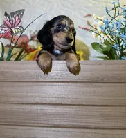 Goose , a male Miniature Dachshund for sale in Leesburg, FL – 3 of 6