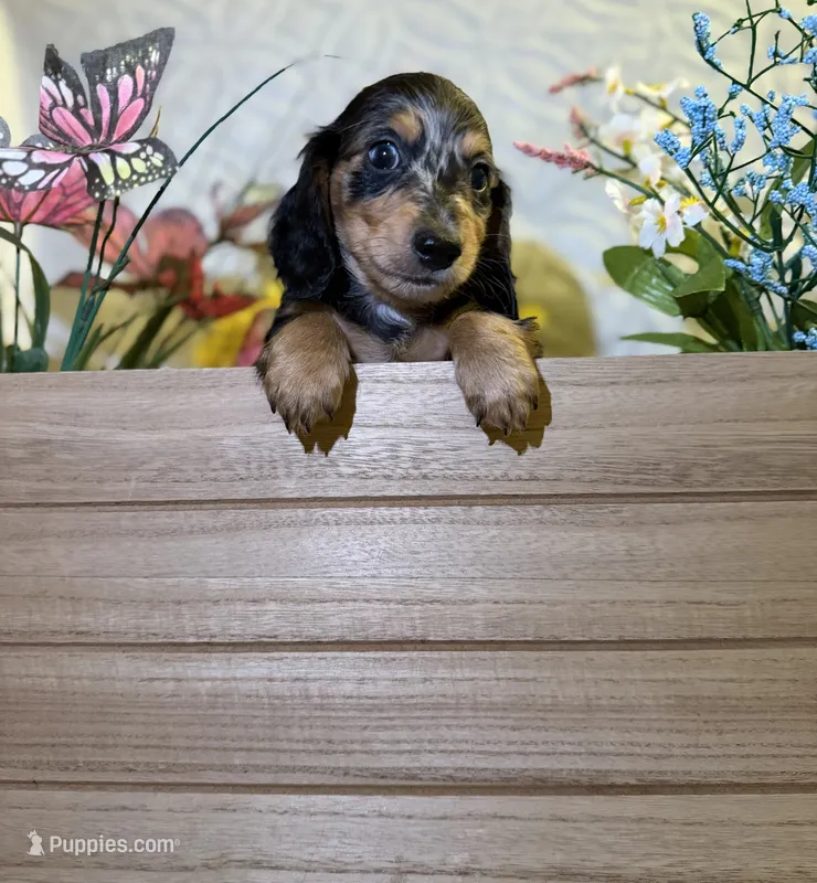 Goose  – Miniature Dachshund puppy for sale in Leesburg, FL