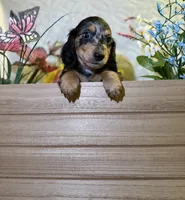 Goose , a male Miniature Dachshund for sale in Leesburg, FL – 1 of 6