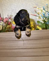 Maycee , a female Miniature Dachshund for sale in Leesburg, FL – 4 of 6