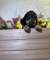 Charlotte , a female Miniature Dachshund for sale in Leesburg, FL – 5 of 5
