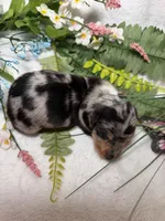 Goose , a male Miniature Dachshund for sale in Leesburg, FL – 4 of 5