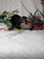 Knox, a male Miniature Dachshund for sale in Leesburg, FL – 4 of 5