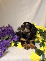Dark green collar, a male Miniature Dachshund for sale in Leesburg, FL – Photo 5 of 5
